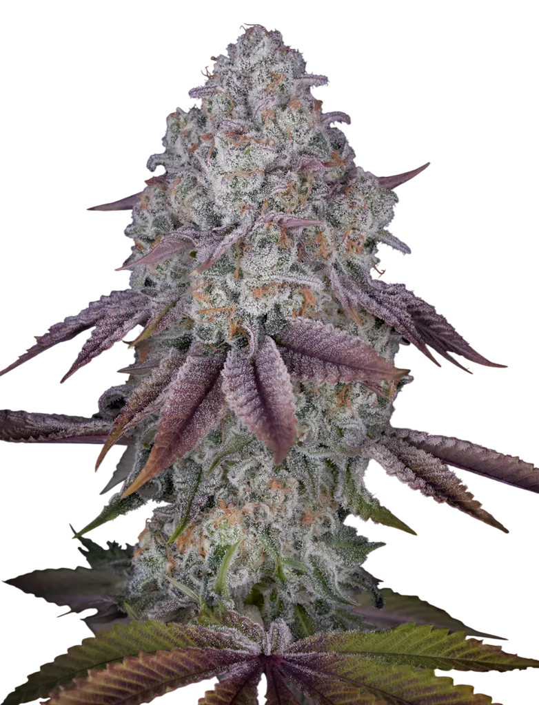 Persian Pie | PHOTOFEM | Greenhouse Seed Co.