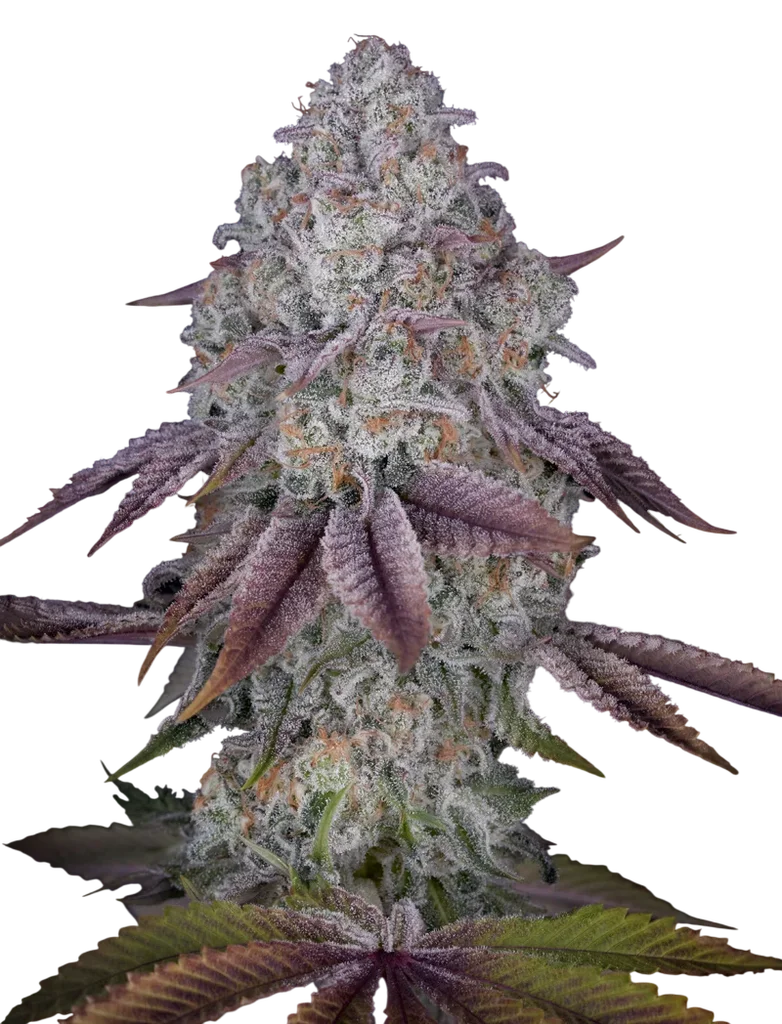 Persian Pie | PHOTOFEM | Greenhouse Seed Co.