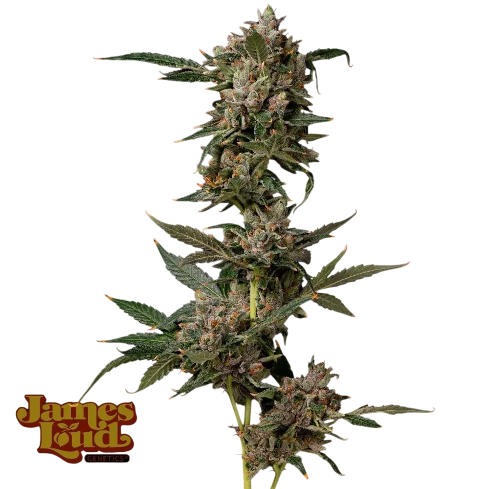 Petrol Pop | PHOTOFEM | James Loud Genetics