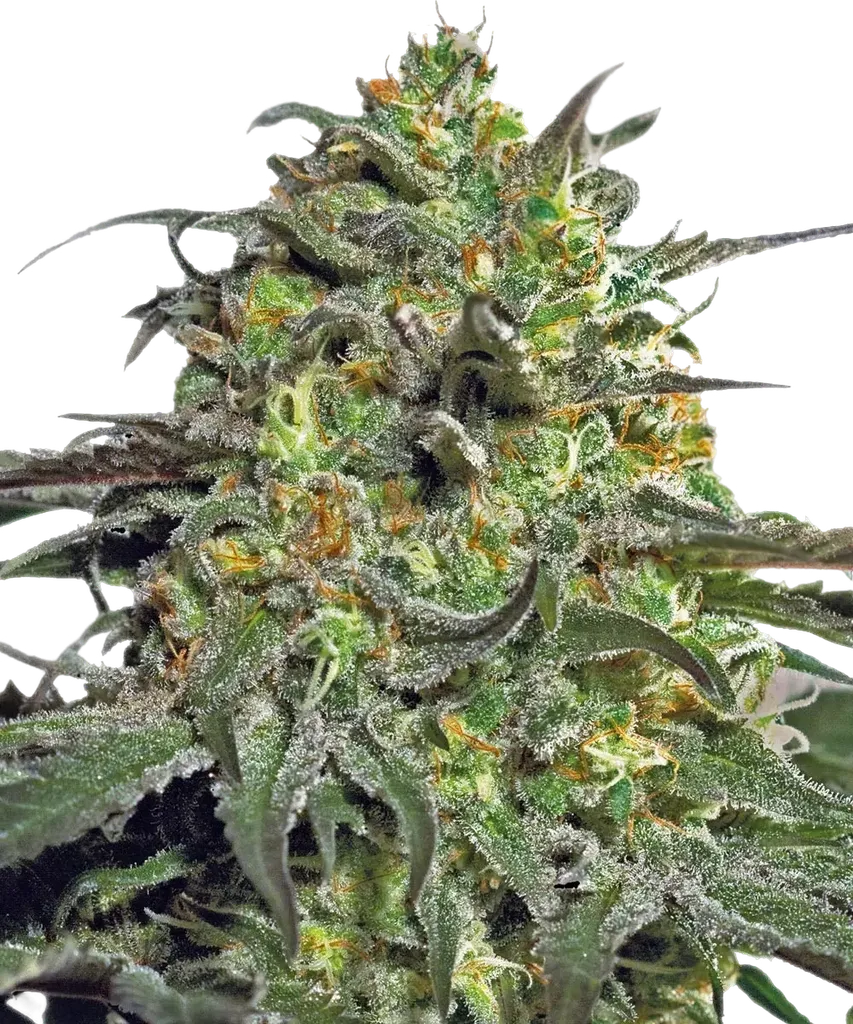 Peyote Cookies | PHOTOFEM | Barneys Farm
