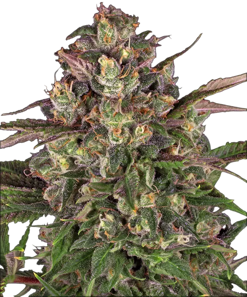 Peyote Critical | PHOTOFEM | Barneys Farm