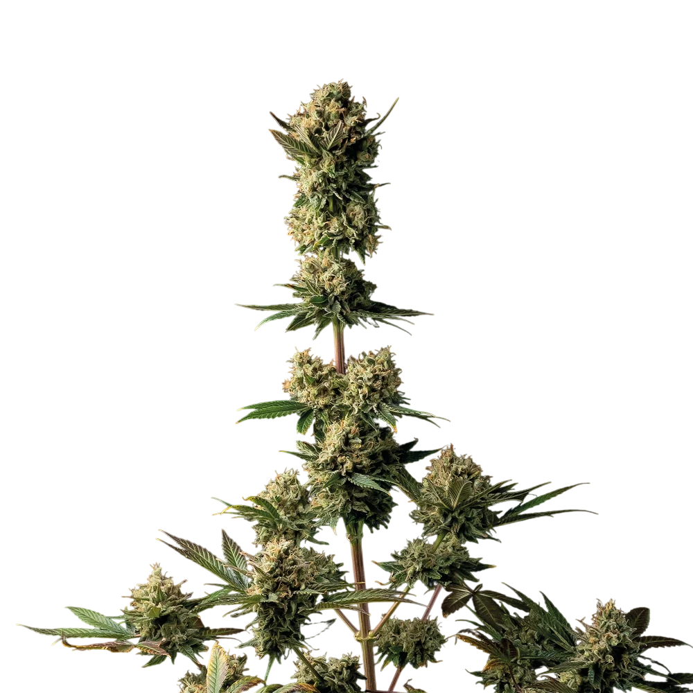 Peyote Forum | PHOTOFEM | Seedsman