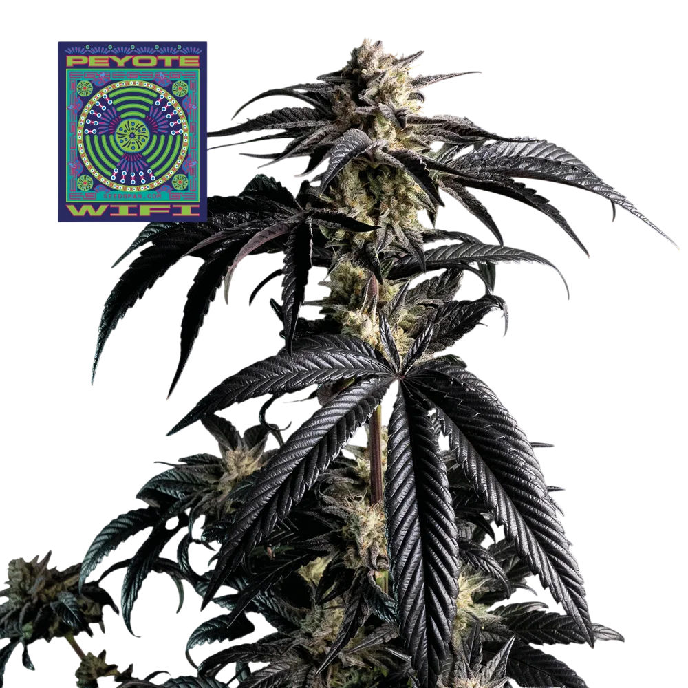 Peyote Wi-Fi | PHOTOFEM | Seedsman