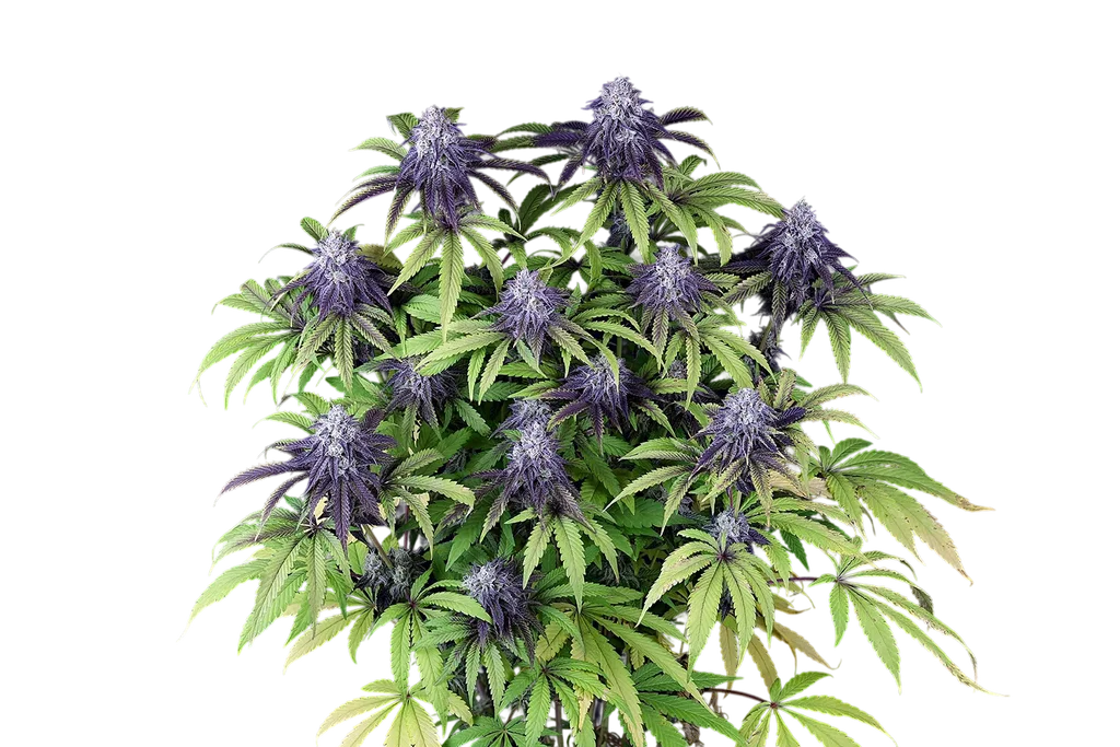 Peyote Wi-Fi CBD 2:1 | PHOTOFEM | Seedsman