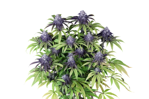 Peyote Wi-Fi CBD 2:1