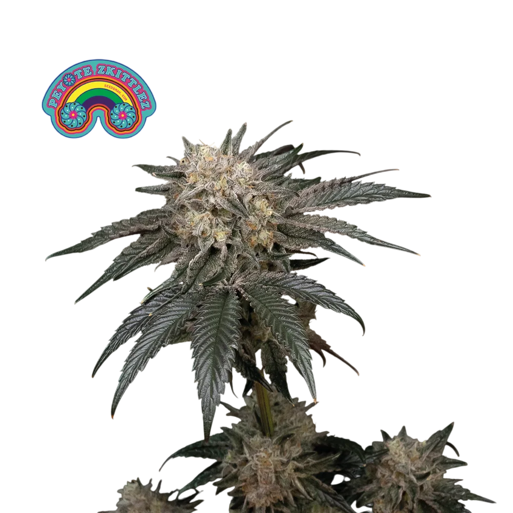 Peyote Zkittlez | PHOTOFEM | Seedsman