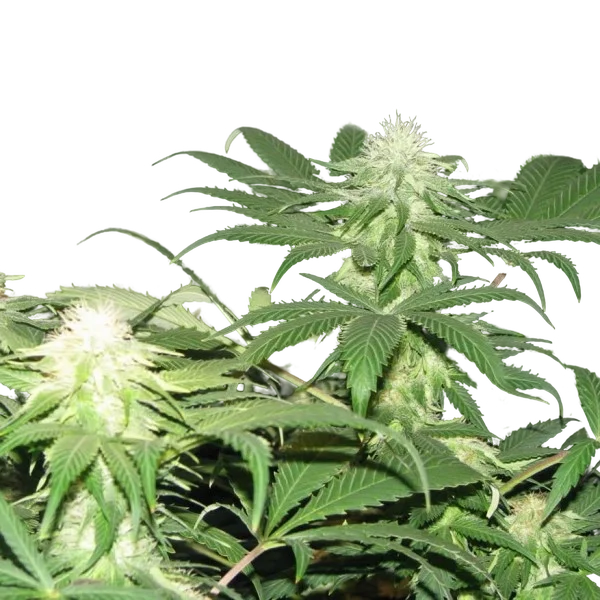 Blackberry | PHOTOFEM | Nirvana Seeds
