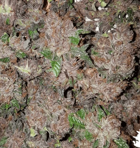 Phantom Cookies Domina | PHOTOFEM | Garden Of Green