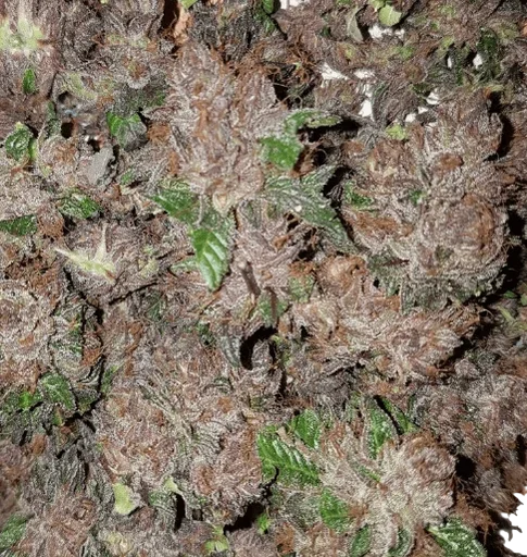Phantom Cookies Domina