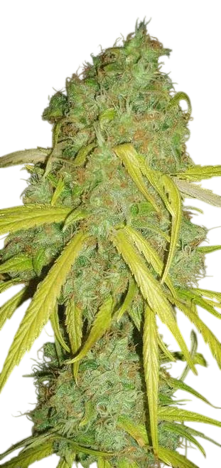 Pineapple Amnesia | PHOTOFEM | Garden Of Green