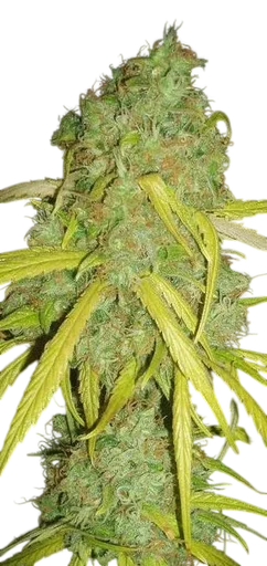 Pineapple Amnesia