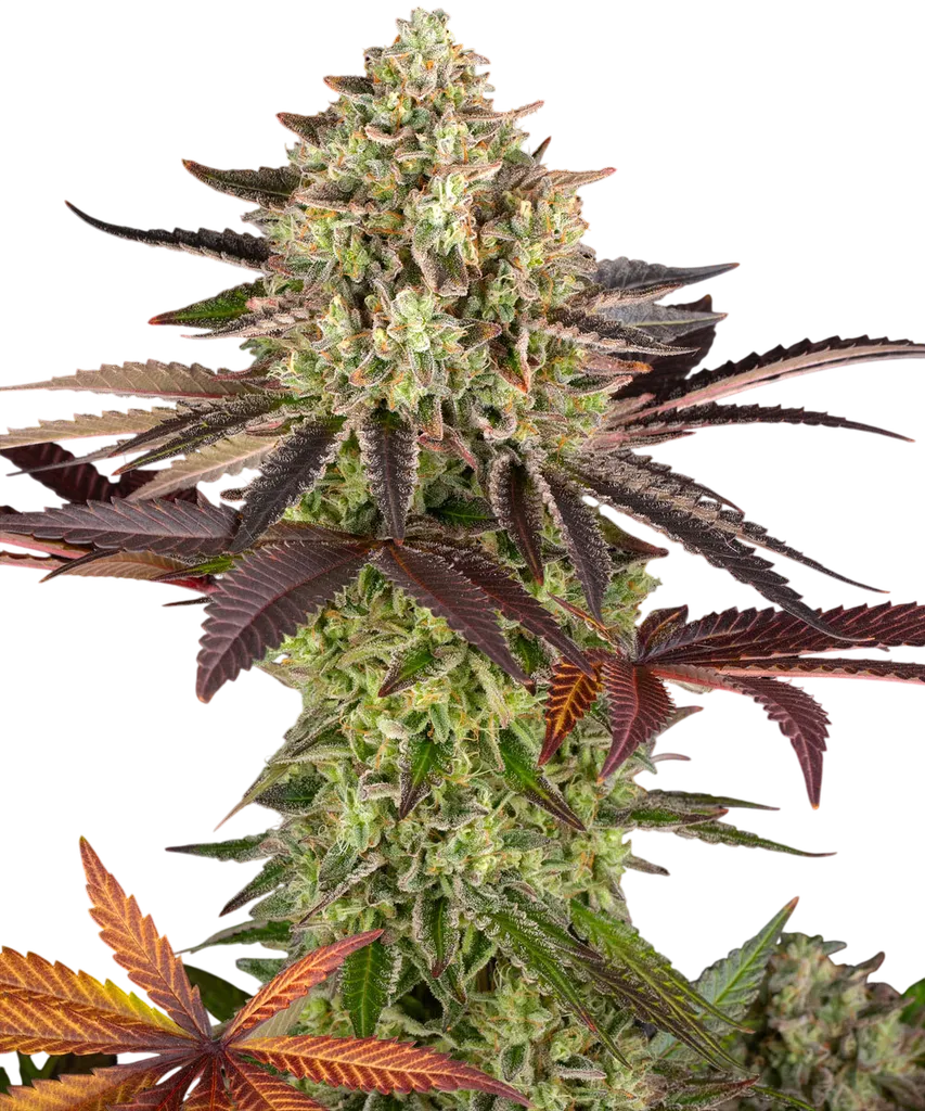 Apple Fritter | PHOTOFEM | Barneys Farm