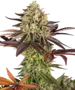 Apple Fritter | PHOTOFEM | Barneys Farm