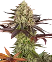 Apple Fritter | PHOTOFEM | Barneys Farm