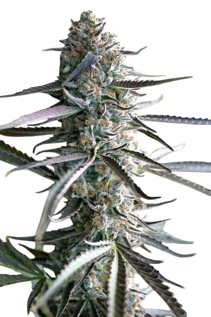 Pineapple Chem Auto | AUTOFEM | Humboldt Seed Org.
