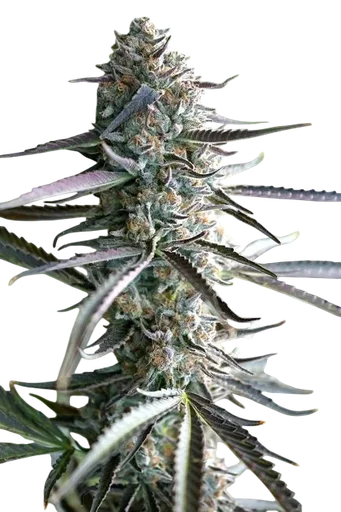 Pineapple Chem Auto