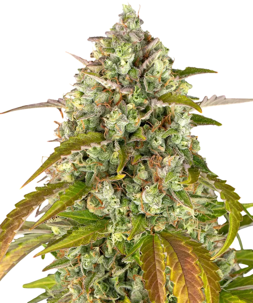 Pineapple Express Auto | AUTOFEM | Barneys Farm
