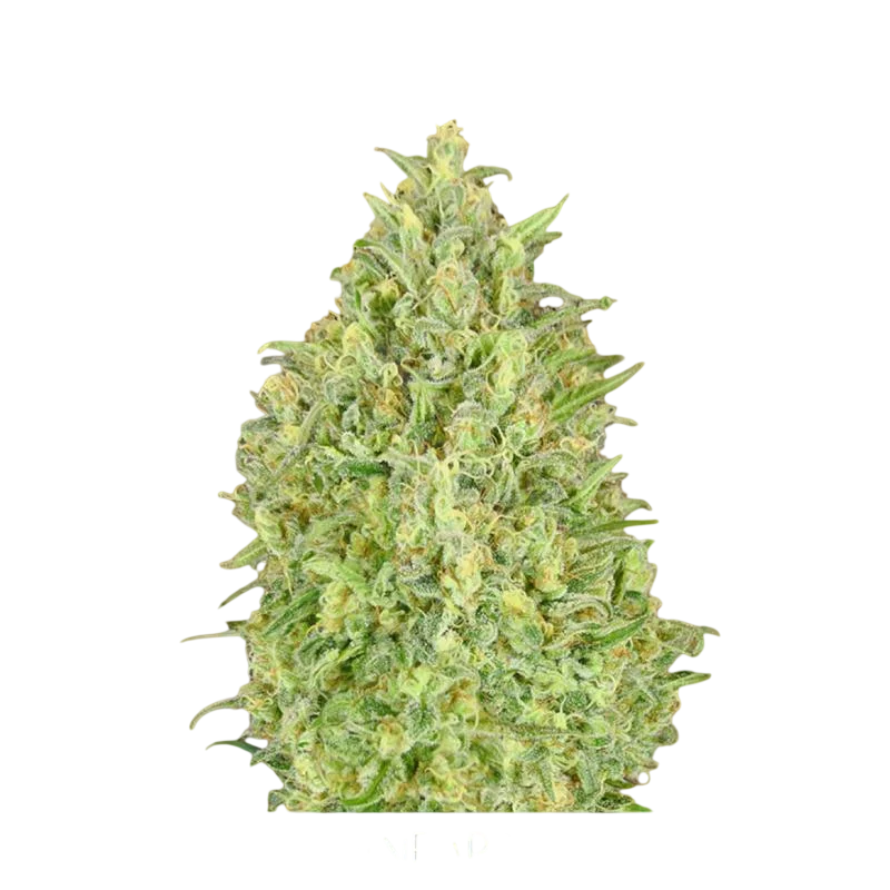 Pineapple Glue Auto | AUTOFEM | Advanced Seeds