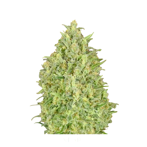 Pineapple Glue Auto