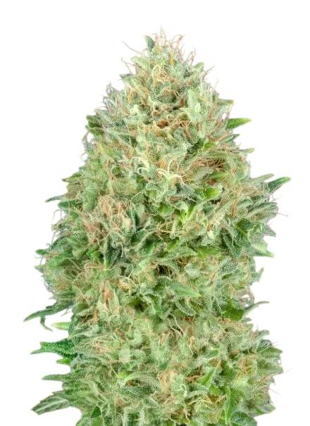Pineapple Glue | PHOTOFEM | Advanced Seeds