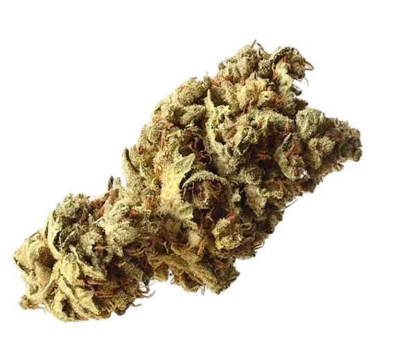 Pineapple Kush | PHOTOFEM | Amsterdam Genetics
