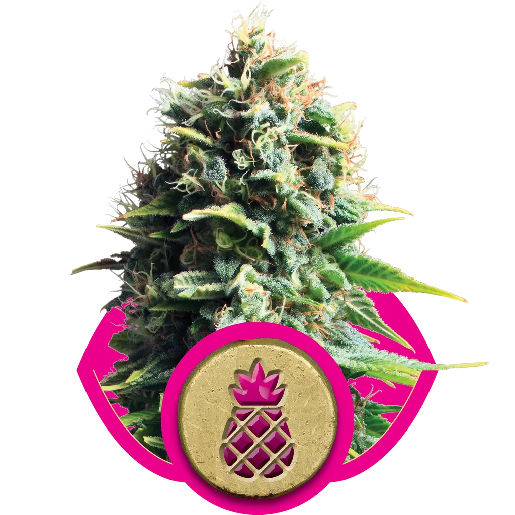 Pineapple Kush | PHOTOFEM | Royal Queen Seeds