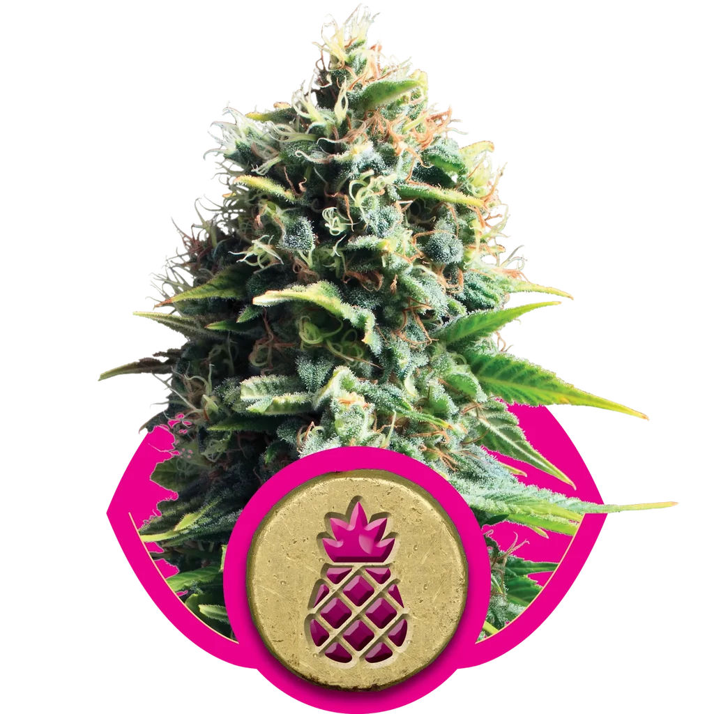 Pineapple Kush | PHOTOFEM | Royal Queen Seeds