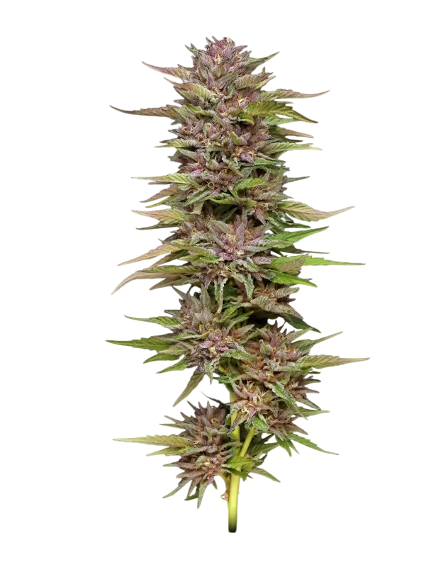 Pineapple Muffin | PHOTOFEM | Humboldt Seed Co.