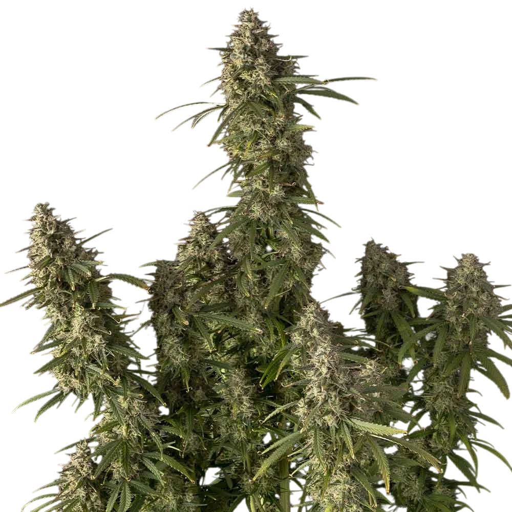 Pineapple OG Auto | AUTOFEM | Seedsman