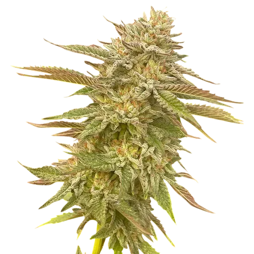 Pineapple OG