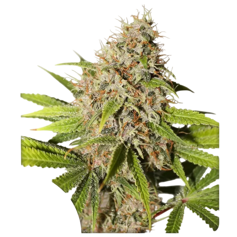 Pineapple Poison | PHOTOFEM | Super Sativa Seed Club