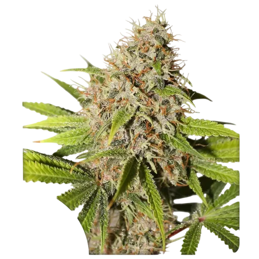 Pineapple Poison