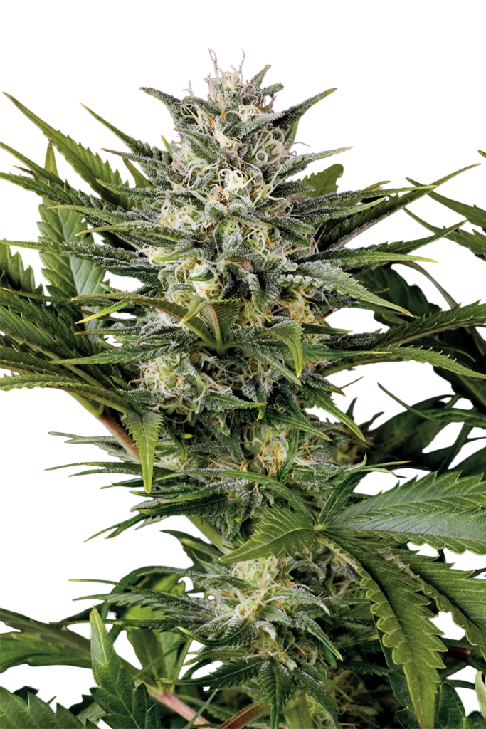Pineapple Skunk | PHOTOFEM | Humboldt Seed Org.