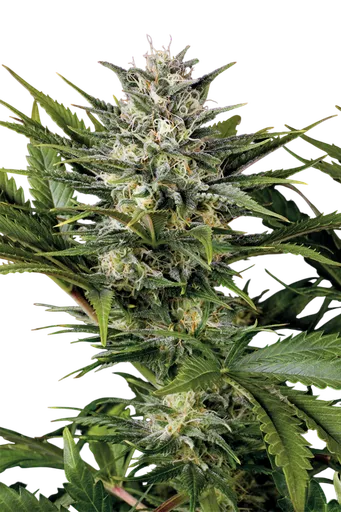 Pineapple Skunk