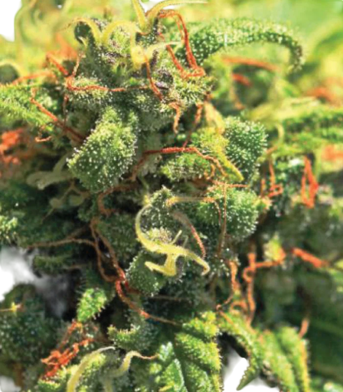 Pineapple Upside Down Cake | PHOTOFEM | Humboldt Seed Co.