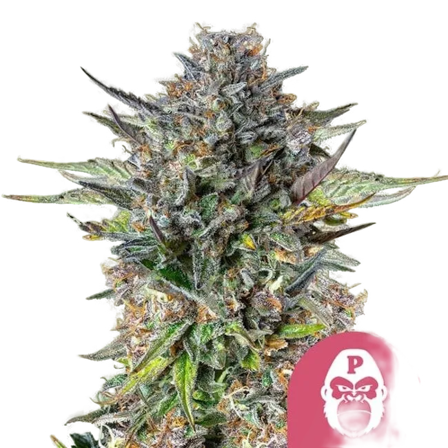 Pink Gorilla | PHOTOFEM | Royal Queen Seeds