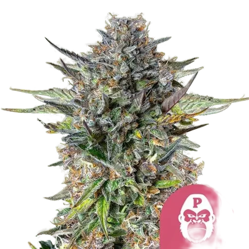 Pink Gorilla