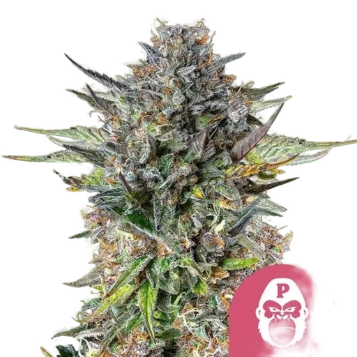 Pink Gorilla