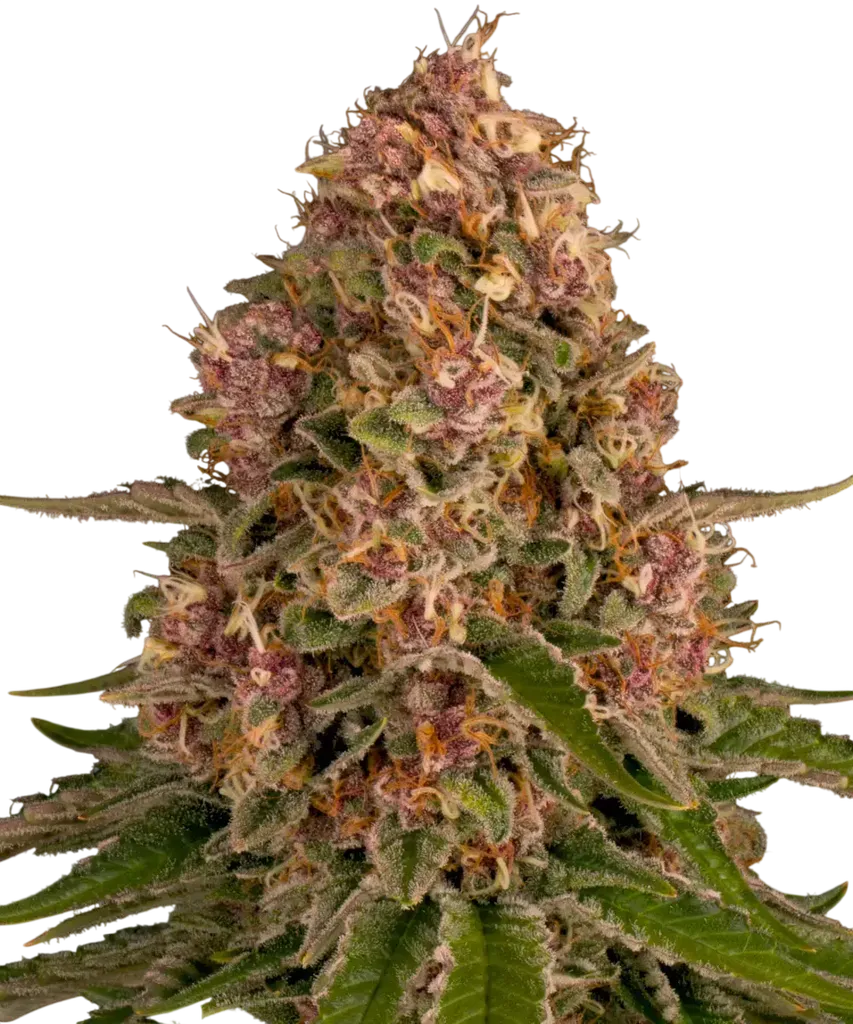 Pink Kush | PHOTOFEM | Barneys Farm