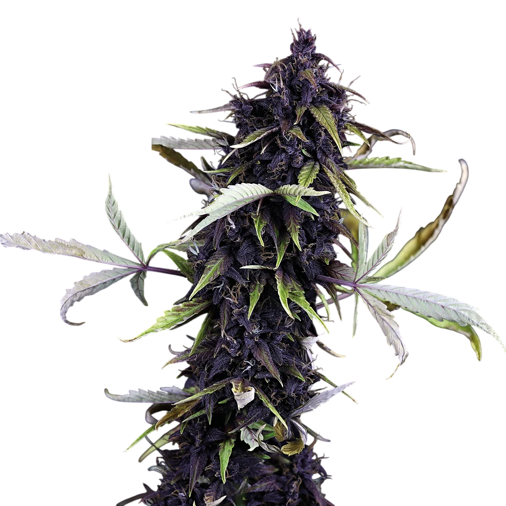 Pink Kush CBD 30:1 Auto | AUTOFEM | Seedsman