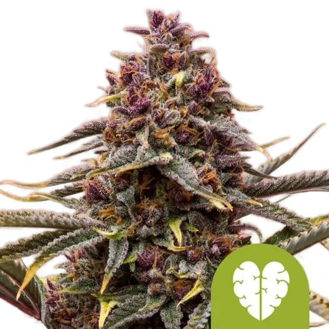 Pink Mist Auto | AUTOFEM | Royal Queen Seeds