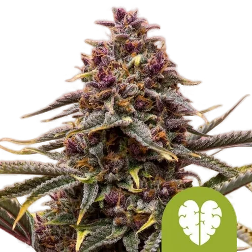 Pink Mist Auto