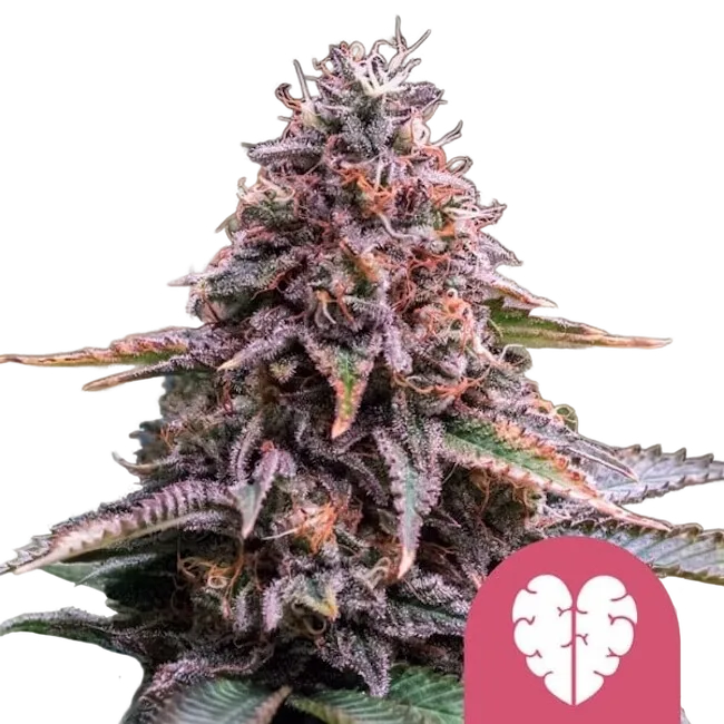 Pink Mist | PHOTOFEM | Royal Queen Seeds