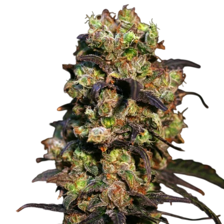 Pink Plant | PHOTOFEM | Eva Seeds