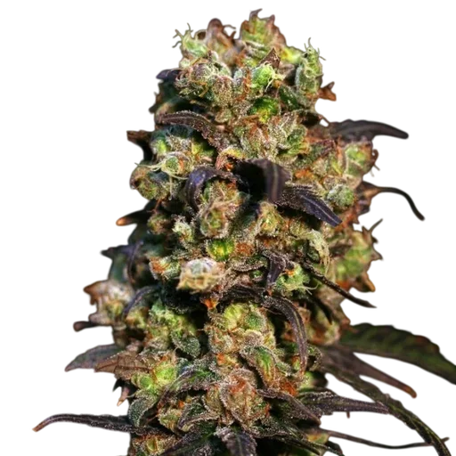 Pink Plant