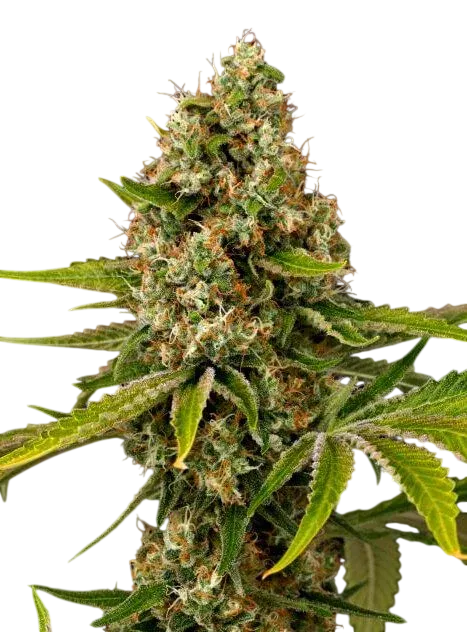 Black Cherry OG | PHOTOFEM | Grand Daddy Genetics