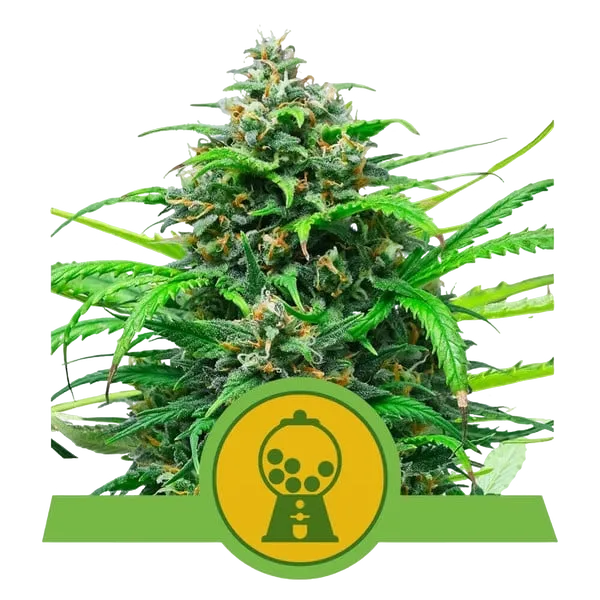 Pink Runtz Auto | AUTOFEM | Royal Queen Seeds