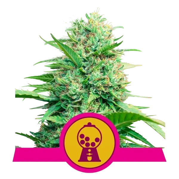 Pink Runtz | PHOTOFEM | Royal Queen Seeds