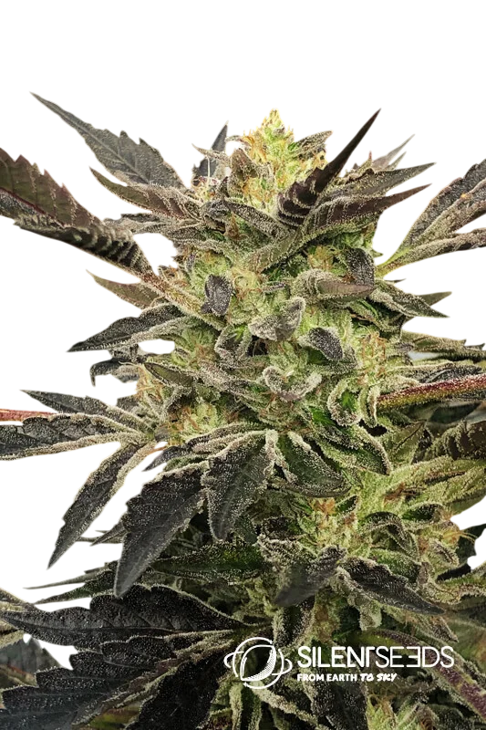 Pink Sunset Auto | AUTOFEM | Silent Seeds