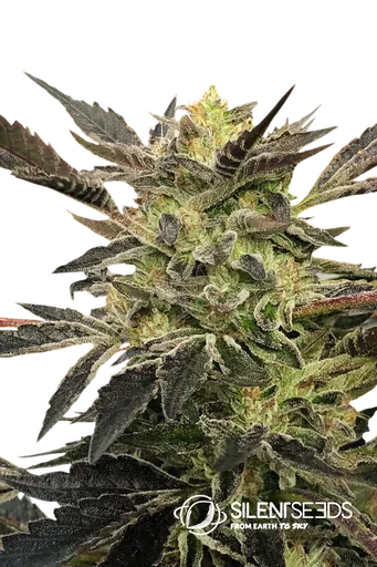 Pink Sunset Auto
